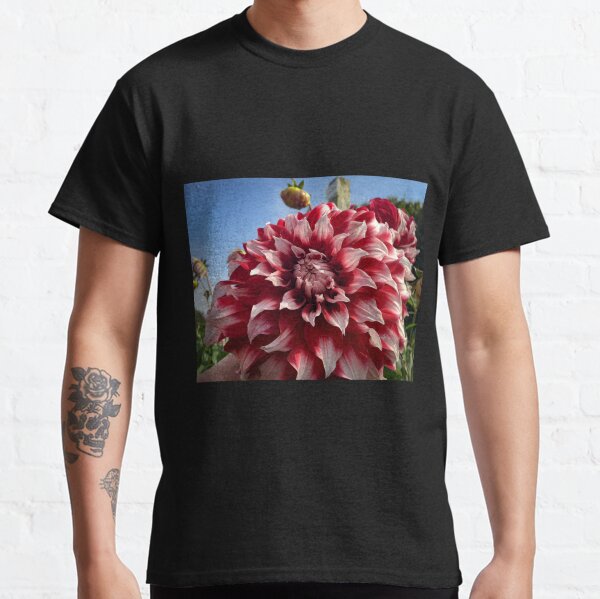 Item preview, Red and White Decorative Dahlia Flower Bloom. Checkers, David Howard variety 044 designed and sold by Bees-n-Flowers.
