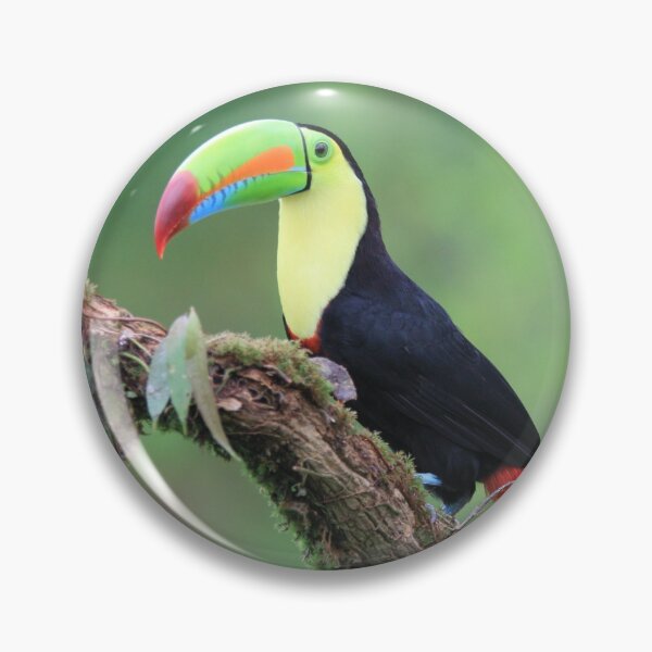 Item preview, Toucan designed and sold by JoseAndresRojas.