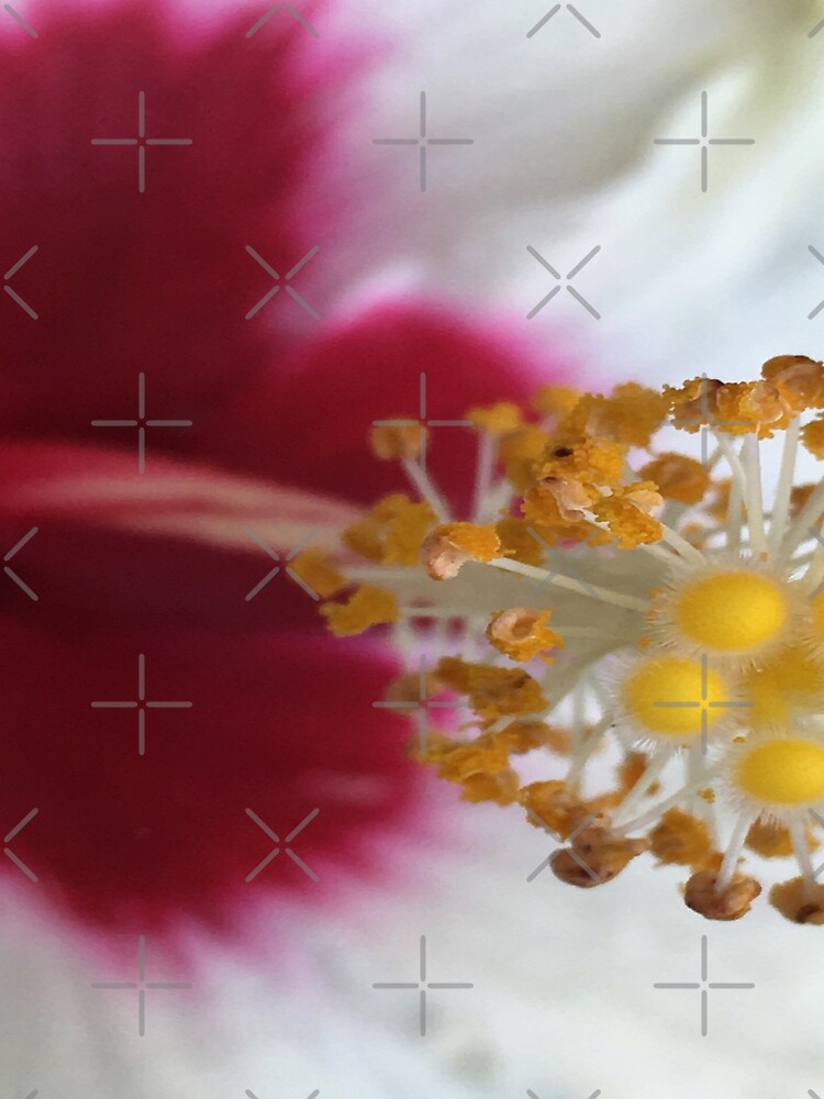 Closeup of Pretty Hibiscus Flower with Yellow Stamen by billingtonpix