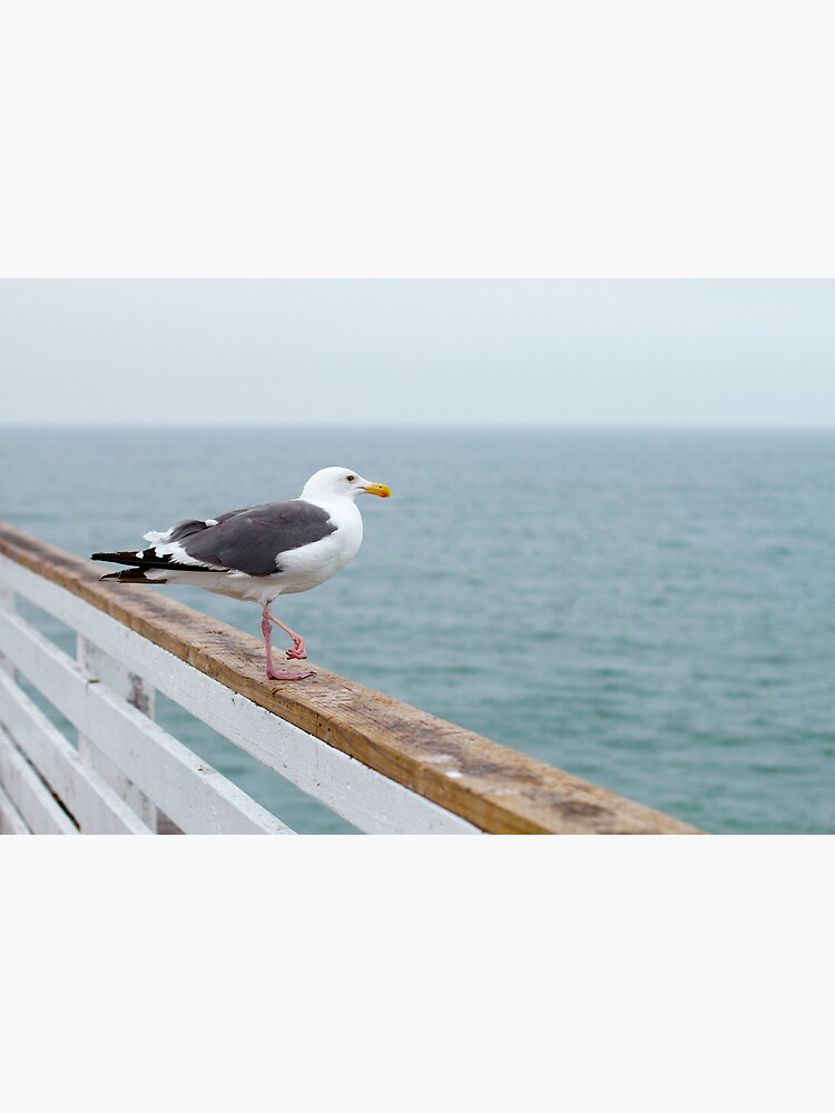 Gaviota by matiasv