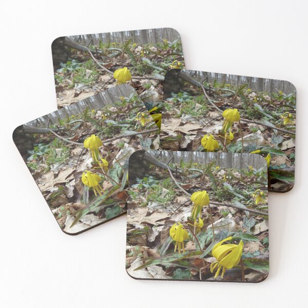 Artikelvorschau, Trout lillies entworfen und verkauft von J Rier Photography.