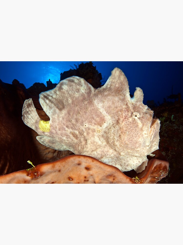 Frog on the reef by DavidWachenfeld