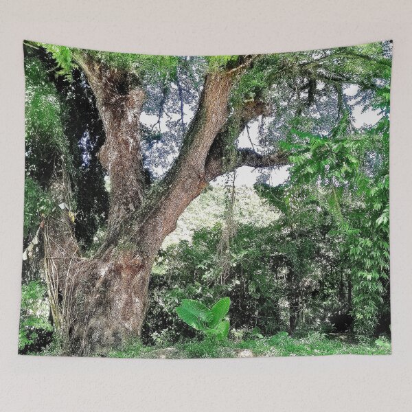 Item preview, Old Acacia Tree designed and sold by doodle3Dandy.