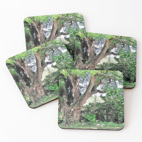Item preview, Old Acacia Tree designed and sold by doodle3Dandy.