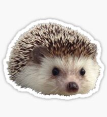 hedgehog Sticker