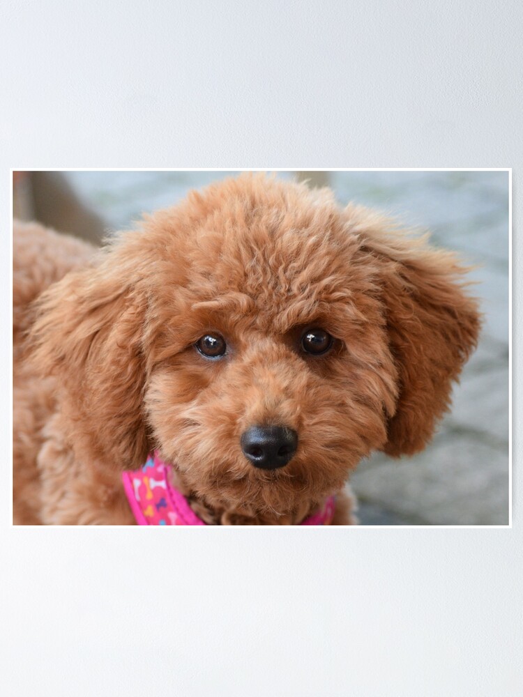 toy poodle face