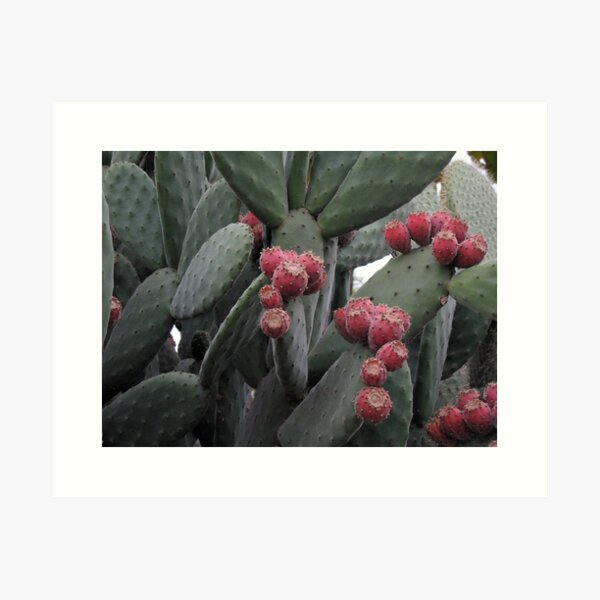 Opuntia Art Print