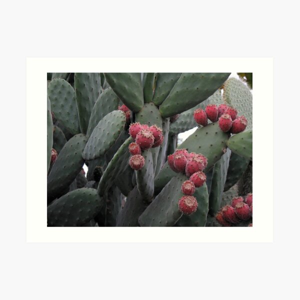 Opuntia Art Print