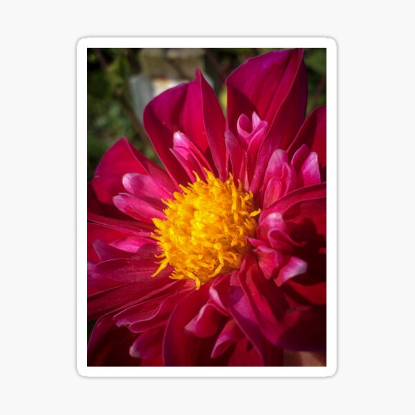 Item preview, Close up of a Pink Collarette Dahlia Flower with Orange Disc Floret 045 designed and sold by Bees-n-Flowers.
