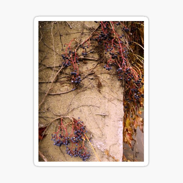 Item preview, Grapevines designed and sold by J Rier Photography.