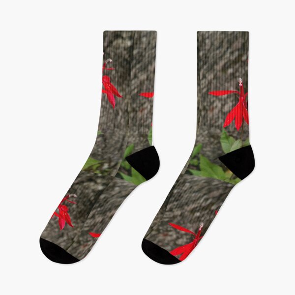 Item preview, Cardinal Flower at Hudson Mills designed and sold by J Rier Photography.