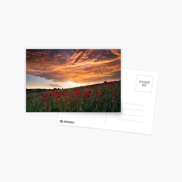 A fiery sunset over a poppy field Postcard