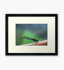 American Rubyspot Framed Print