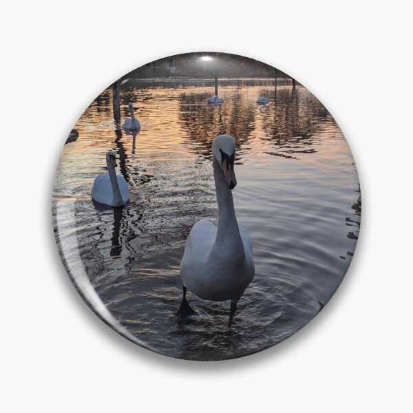Item preview, Worcester swans at the sunset designed and sold by PG Illustration.