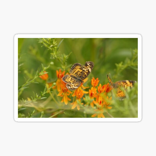 Tiny orange beauty - Pearl crescent butterfly Sticker