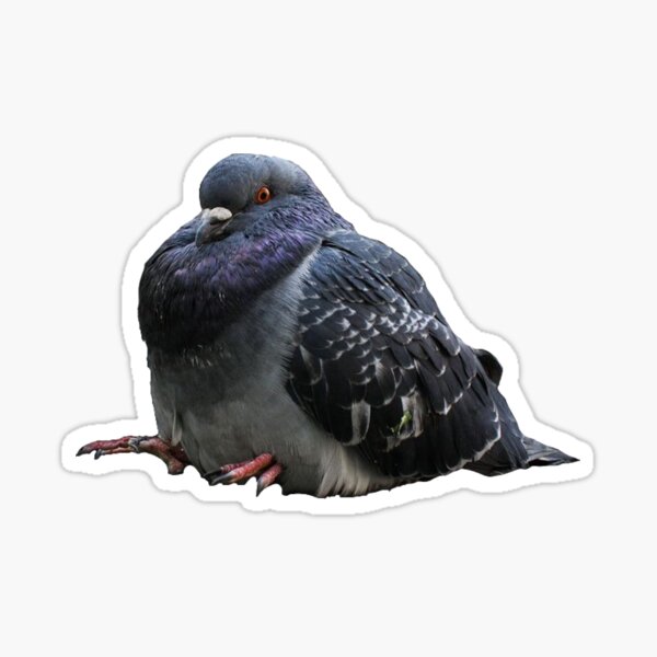 Funky Little Pigeon Sticker for Sale by sillysellsstuff