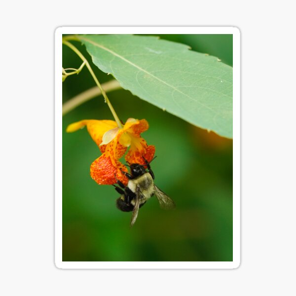 Bumblebee beauty Sticker