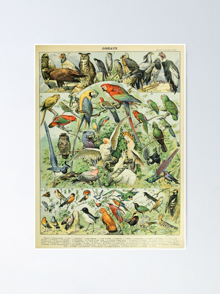 Adolphe Millot - Légumes pour tous - French vintage poster