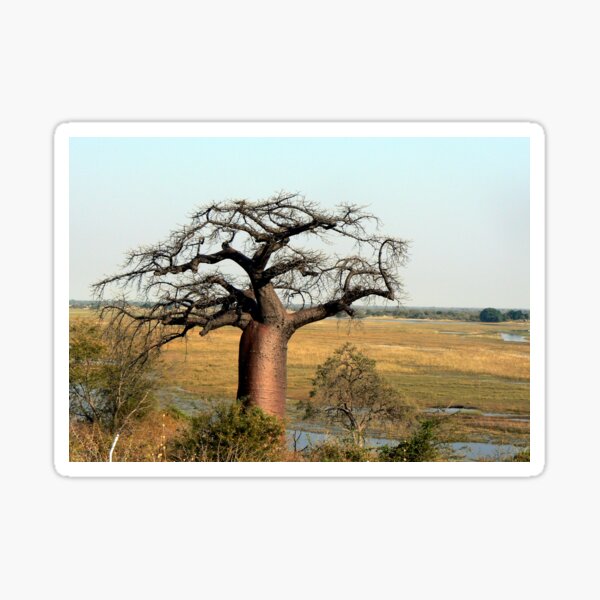 Vista previa del artículo con la obra «Baobab sobre Chobe», diseñado y vendido por Graeme  Hyde.