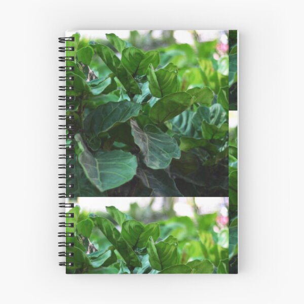 Item preview, Ficus Lyrata aka fiddle-leaf fig designed and sold by Asiantiger247.
