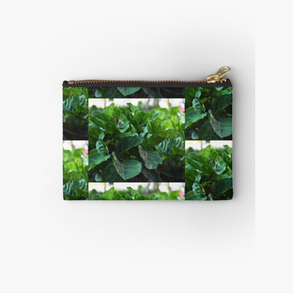 Item preview, Ficus Lyrata aka fiddle-leaf fig designed and sold by Asiantiger247.