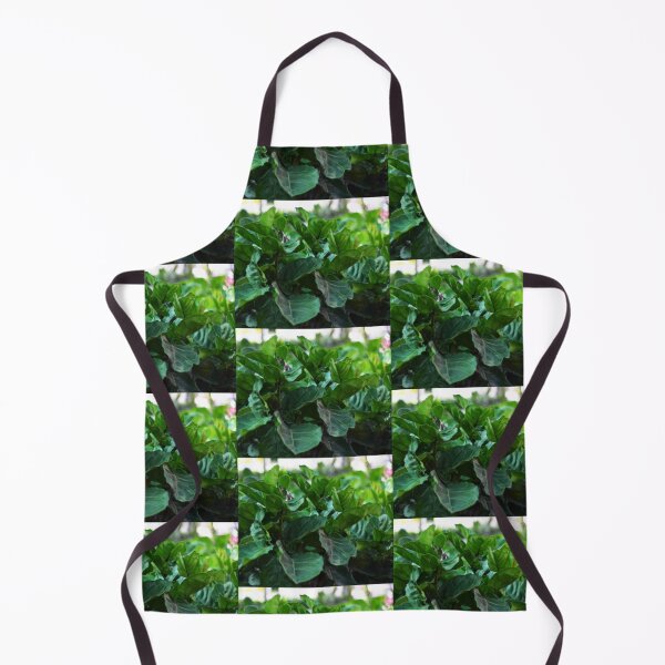Item preview, Ficus Lyrata aka fiddle-leaf fig designed and sold by Asiantiger247.