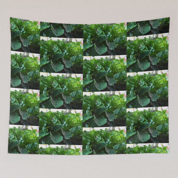 Item preview, Ficus Lyrata aka fiddle-leaf fig designed and sold by Asiantiger247.