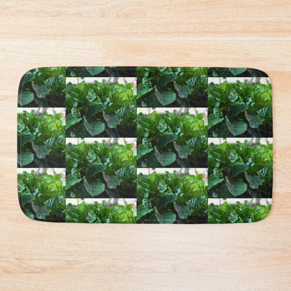 Item preview, Ficus Lyrata aka fiddle-leaf fig designed and sold by Asiantiger247.