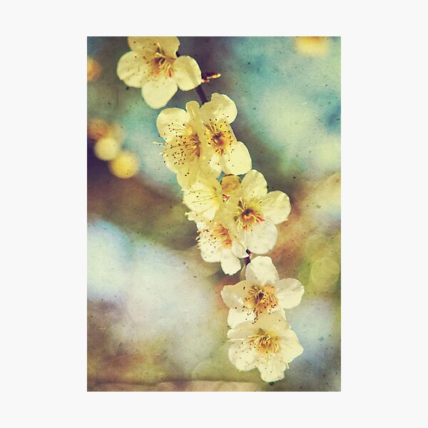 Lovely White Plum Blossoms Vintage Washi Paper Photographic Print