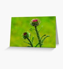 Budding Thistle Greeting Card