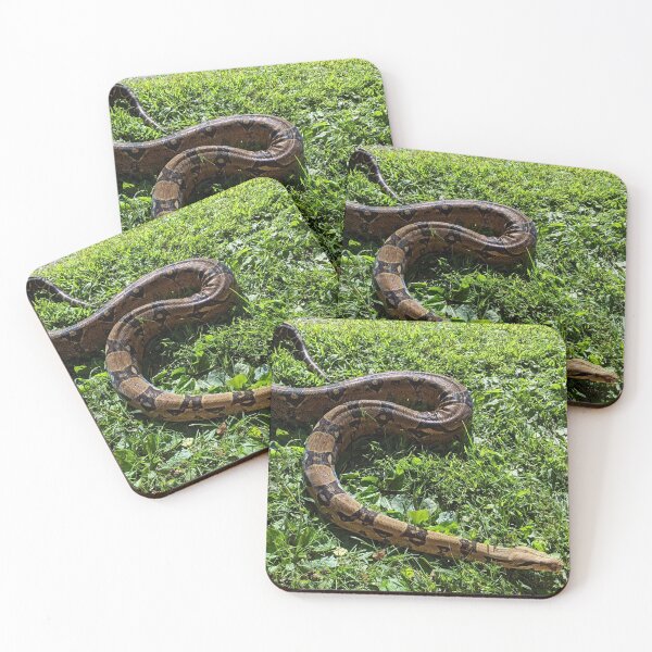 Item preview, Boa Constrictor designed and sold by naturegirf.