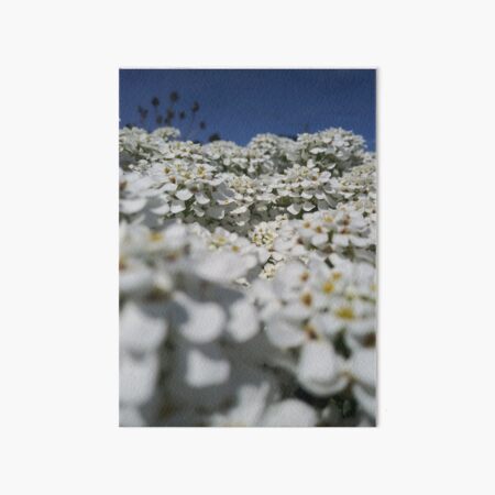 white flowers Art Board Print