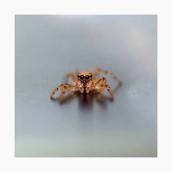 Impression Photo Itsy Bitsy Tini Wini Bebe Araignee Sauteuse Par Cuprum Redbubble