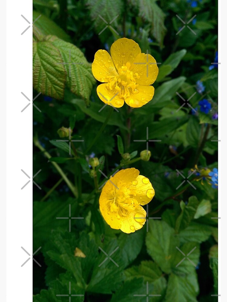 Thumbnail 3 of 3, Spiral Notebook, Buttercups designed and sold by TLBcanvasART.