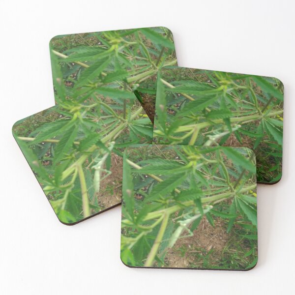 Item preview, Mantis upon high designed and sold by StarTreader.