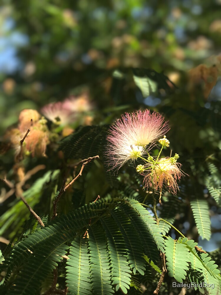 Mimosa Tree by BaileyBirdDog