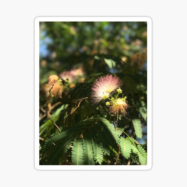 Mimosa Tree Sticker