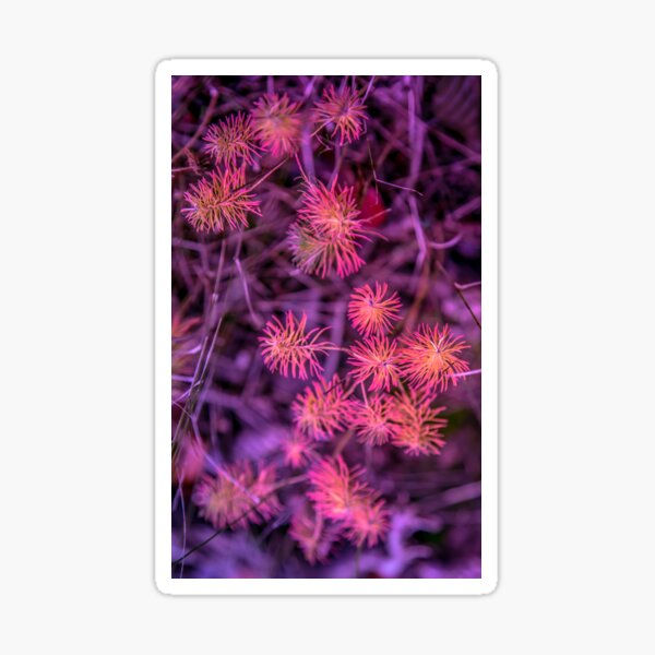 Fluorescent pink plant, nature colorful image Sticker