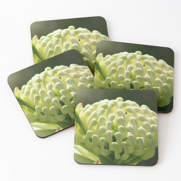 Item preview, White Waratah - Telopea speciosissima 'Wirrimbirra White' designed and sold by Marilyn Harris.