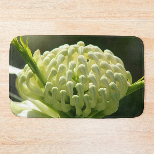 Item preview, White Waratah - Telopea speciosissima 'Wirrimbirra White' designed and sold by Marilyn Harris.