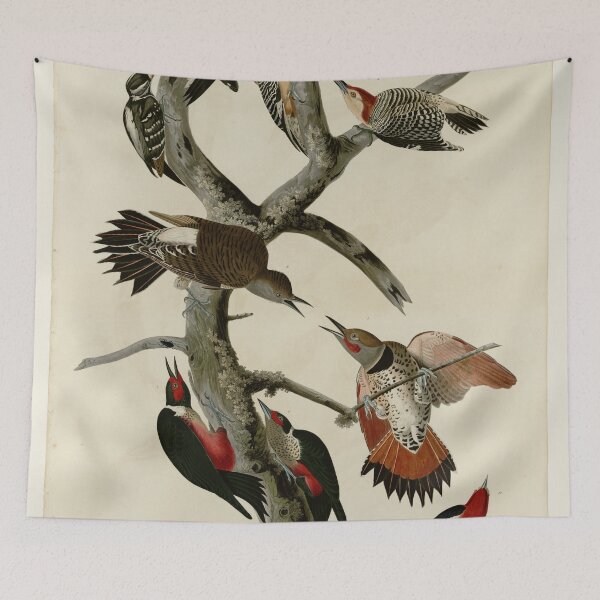 Item preview, 416 I. Hairy Woodpecker 2. Red bellied Woodpecker 3. Red shafted Woodpecker 4. Lewis' Woodpecker 5. Red breasted Woodpecker designed and sold by Bird-Lore.