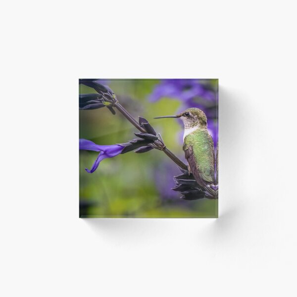 Item preview, Hummingbird Portrait designed and sold by Susan Rydberg.