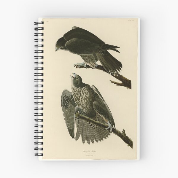 Item preview, 196 Labrador Falcon designed and sold by Bird-Lore.