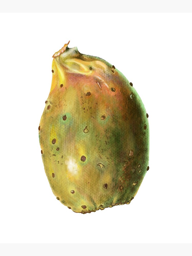 dibujo de fruta de tuna