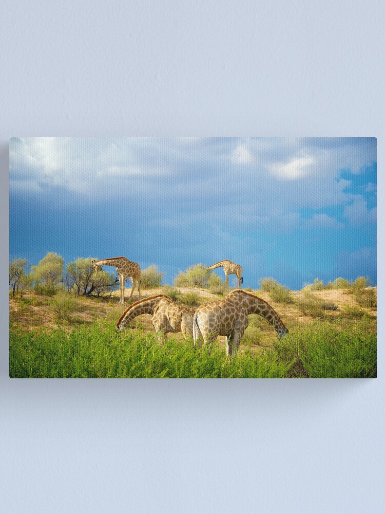 Alternate view of Four Giraffe (Giraffa camelopardalis) feeding. Canvas Print