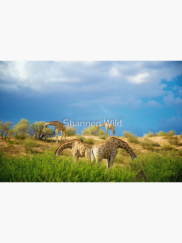 Four Giraffe (Giraffa camelopardalis) feeding. by ShannonPlummer