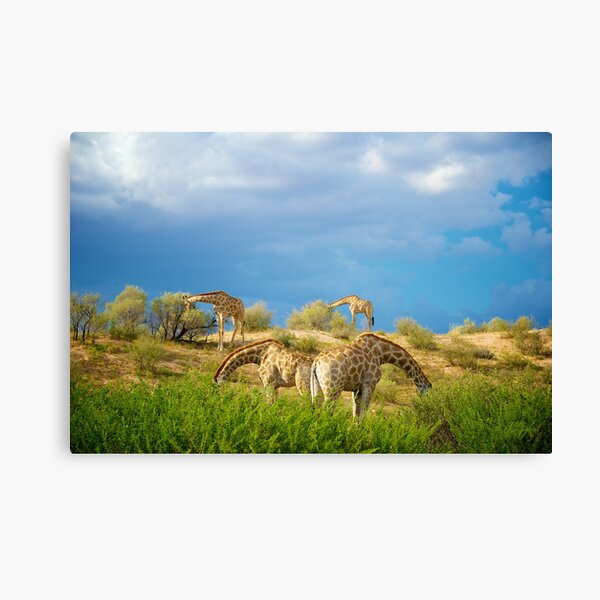 Four Giraffe (Giraffa camelopardalis) feeding. Canvas Print