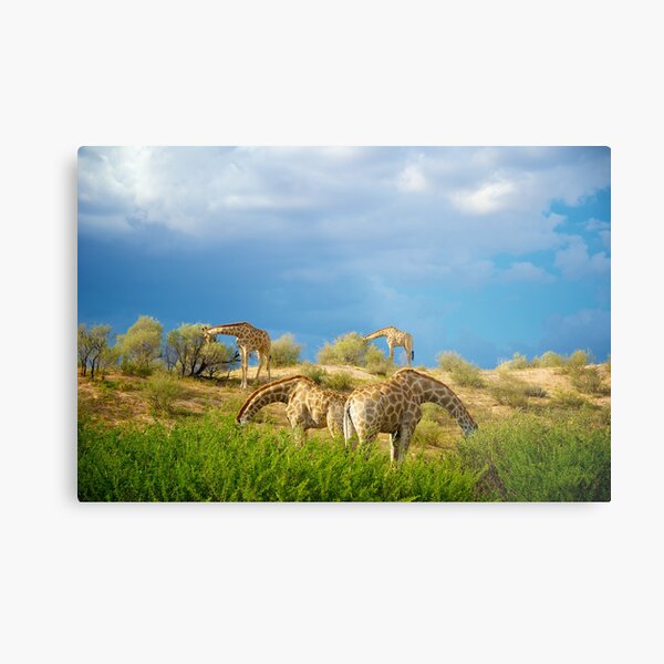 Four Giraffe (Giraffa camelopardalis) feeding. Metal Print