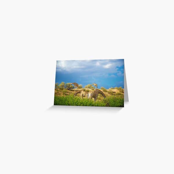 Four Giraffe (Giraffa camelopardalis) feeding. Greeting Card