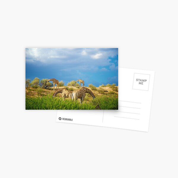 Four Giraffe (Giraffa camelopardalis) feeding. Postcard